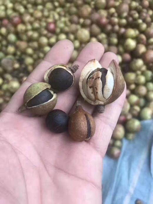 永泰山茶油 商品图1