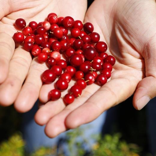 野生蔓越莓干（原味） | 合作生产*Dried wild cranberries | Coproduction 商品图9