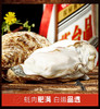 乳山生蚝2斤装 商品缩略图7