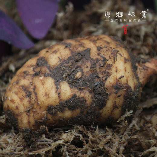 小草坝乌天麻（基地直发-顺丰包邮） | 3斤—5斤，来自云南昭通，生产者：杨德强【合作生产，公平贸易】 商品图7