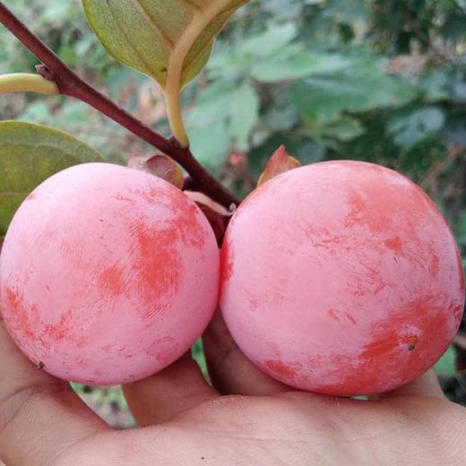 【拼团3.8元/盒】新鲜火罐(火葫芦)柿子1盒 (重约400克至500克)【当天可提货】 商品图3