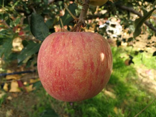 【顺丰包邮】备受欢迎的洛嘉生态丑苹果又跟大家见面了基地直邮，甜脆多汁，老少皆宜基地直邮 商品图1