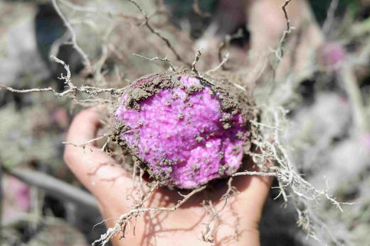 赣南紫山药野生种带言