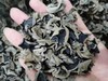 【东北特产】纯正野生大兴安岭秋木耳 500g 干净 无根肉厚爽脆 内蒙 商品缩略图9