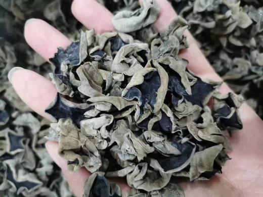 【东北特产】纯正野生大兴安岭秋木耳 500g 干净 无根肉厚爽脆 内蒙 商品图9