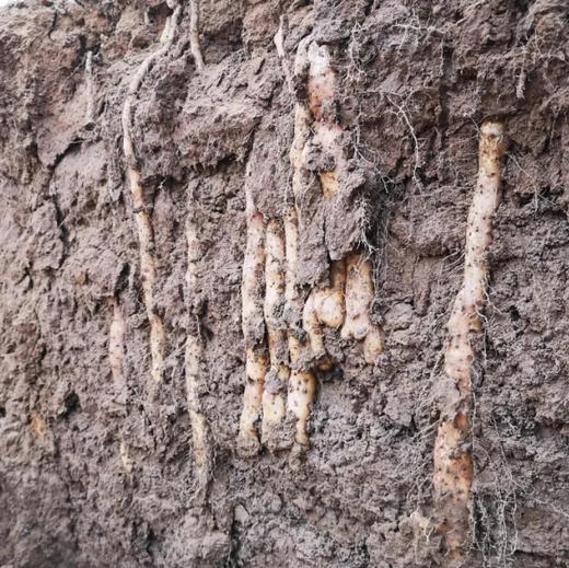 【秒杀款】温县垆土铁棍小山药 4.8-5斤 （长约25公分左右）会有断的山药情况 不影响食用 介意慎拍 商品图7