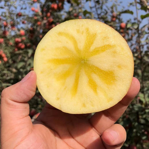 新疆阿克苏冰糖心苹果  4.5- 7.5斤装 商品图1