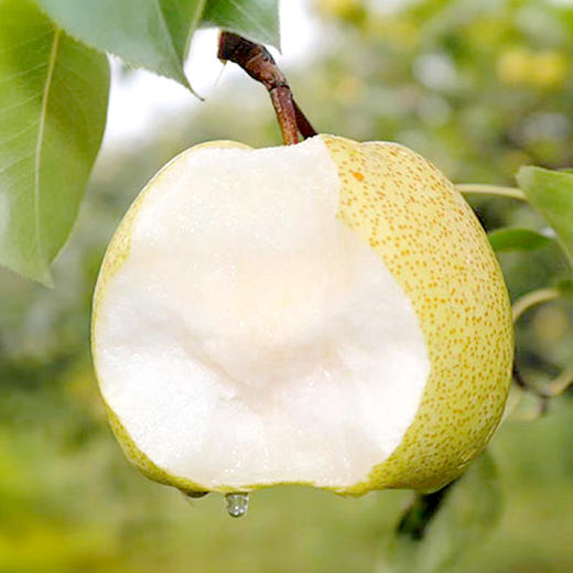 脆甜好吃陕西蒲城酥梨王4斤装