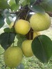 徐州农科院黄冠梨|一箱12个左右 商品缩略图1