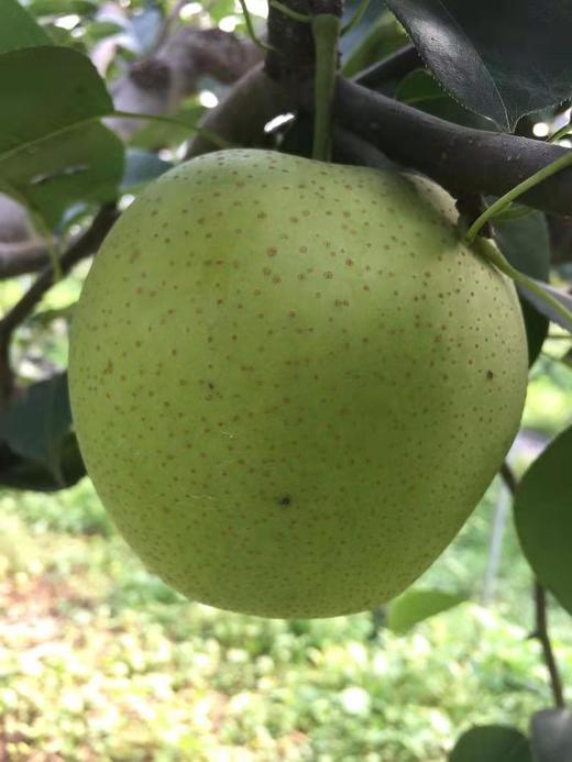 徐州农科院黄冠梨|一箱12个左右 商品图2