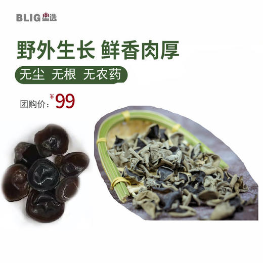 【东北特产】纯正野生大兴安岭秋木耳 500g 干净 无根肉厚爽脆 内蒙 商品图0