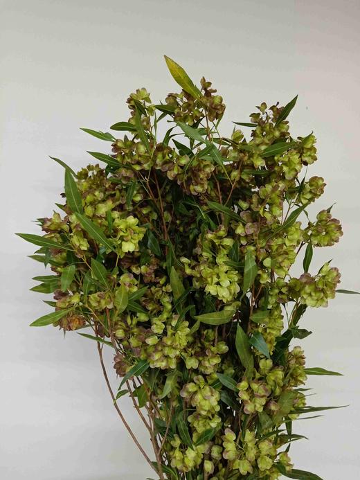 迎客豆 - 哈尔滨中山鲜花批发