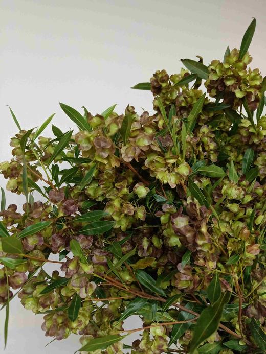 迎客豆 - 哈尔滨中山鲜花批发