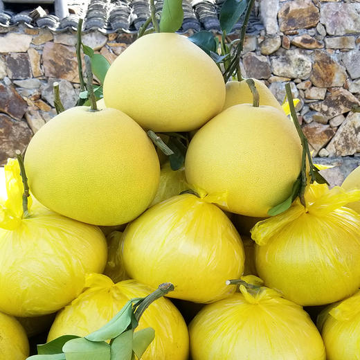 玉环古树文旦2颗约6.