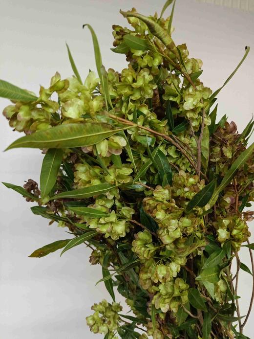 迎客豆 - 哈尔滨中山鲜花批发