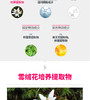 【韩国直邮】韩国原辰Wonjin Effect复颜活肤植物干细胞面膜30g*10片JPY带授权招加盟代理 商品缩略图4