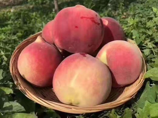 【金秋红蜜桃】晚熟蜜桃，脆口纯甜，软后蜜甜 商品图2