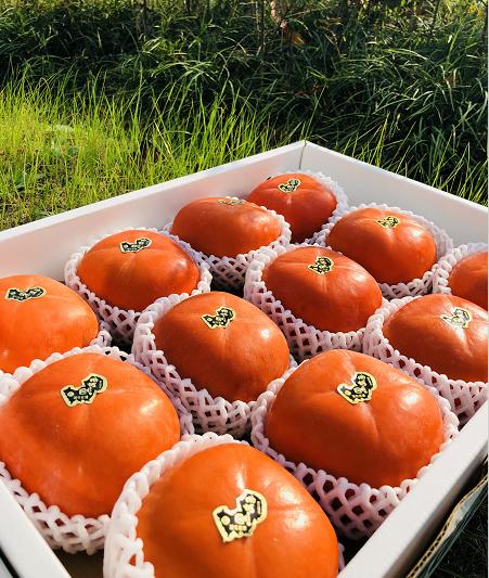 日本和歌山纪之川黑甘柿稀有顶级货一枝一果1的种植率金色果肉闪着黑