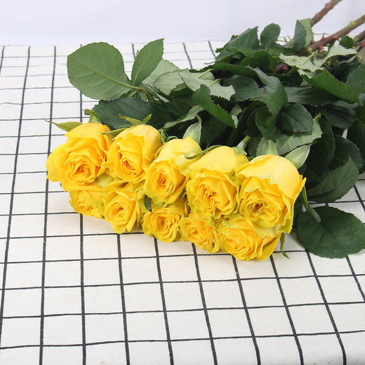 玫瑰·月光漫步 商品图0