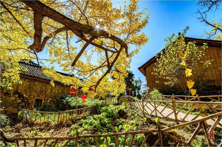 【11月臻享】阳山银杏,雷公岩村两天摄影团