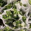 蓝星花白 商品缩略图0