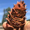 野生偃松仁 | 合作生产*Wild pine kernels | Coproduction 商品缩略图3