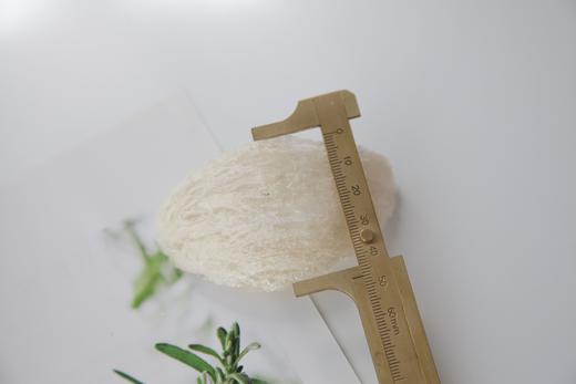 【中国医药】马来西亚进口白燕盏 15g 商品图2