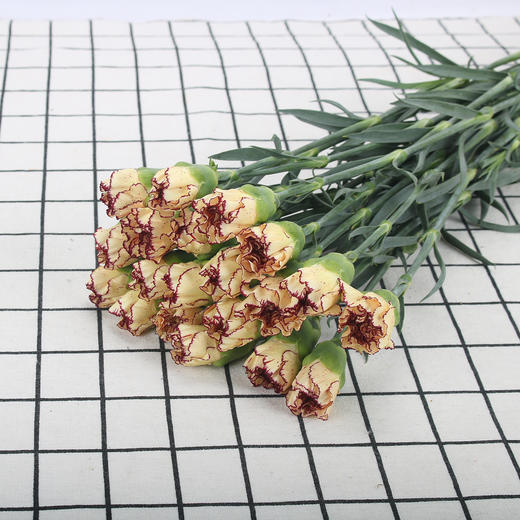 康乃馨·皇子 商品图0