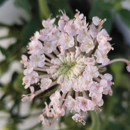 翠珠配色 商品图0