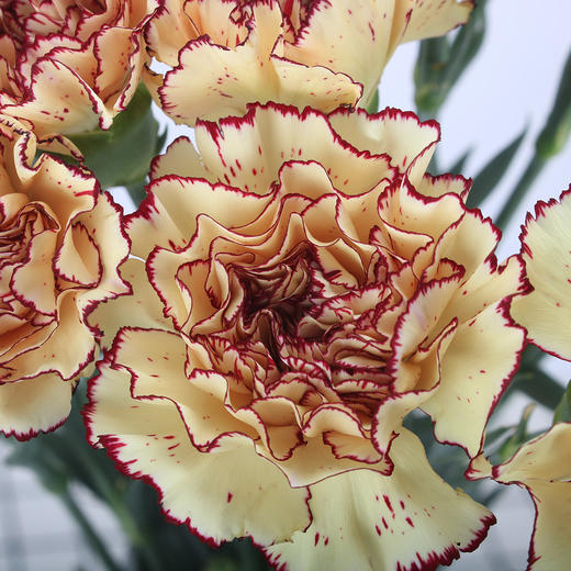 康乃馨·皇子 商品图1