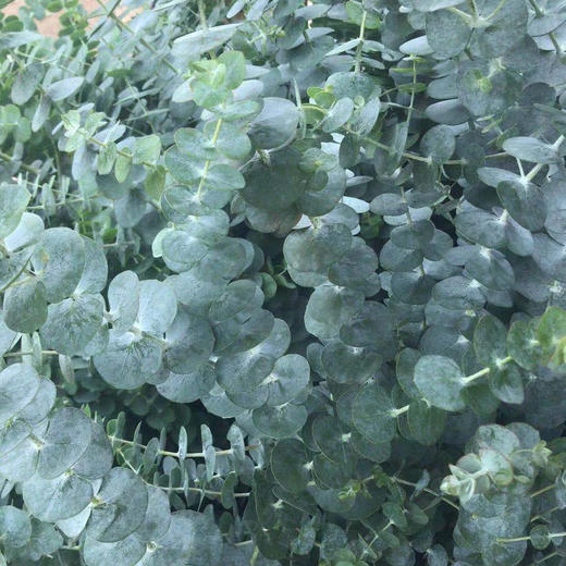 尤加利级大叶AB 商品图0