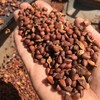 野生偃松仁 | 合作生产*Wild pine kernels | Coproduction 商品缩略图2