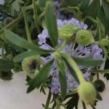 翠珠配色 商品图2