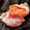 【绿源红柿饼】单个独立包装，天然晒制，自然成霜 商品缩略图1