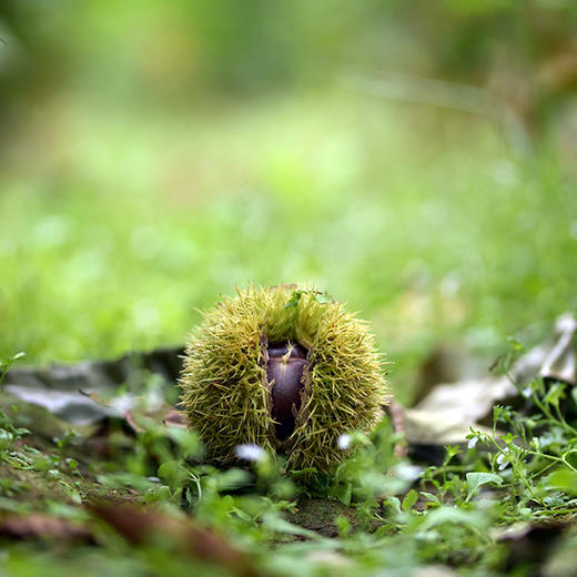 迁西生鲜老树板栗 1.8/3斤/5斤装 商品图11