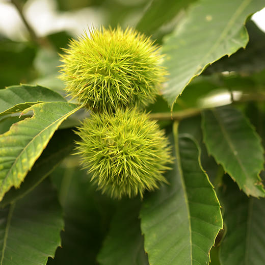 迁西生鲜老树板栗 1.8/3斤/5斤装 商品图13