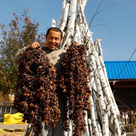 野生榛蘑干 | 合作生产*Wild dried hazel mushroom | Coproduction 商品图2