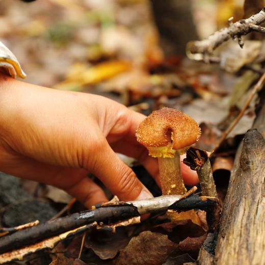 野生榛蘑干 | 合作生产*Wild dried hazel mushroom | Coproduction 商品图3