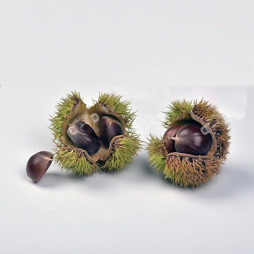 迁西生鲜老树板栗 1.8/3斤/5斤装 商品图9