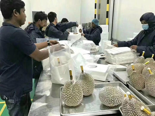 宏丰精选  马来西亚进口猫山王榴莲  新鲜榴莲 解冻就可以剥 商品图9