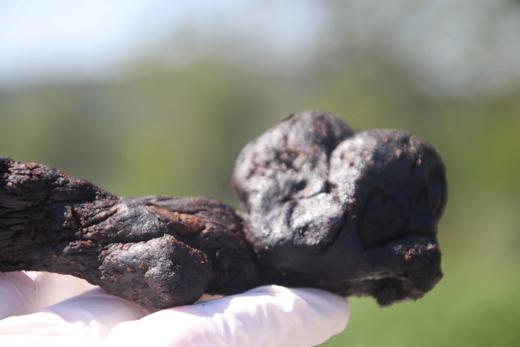 仙人余粮|九制黄精|美味软糯|营养丰富 代餐零食好吃 商品图8