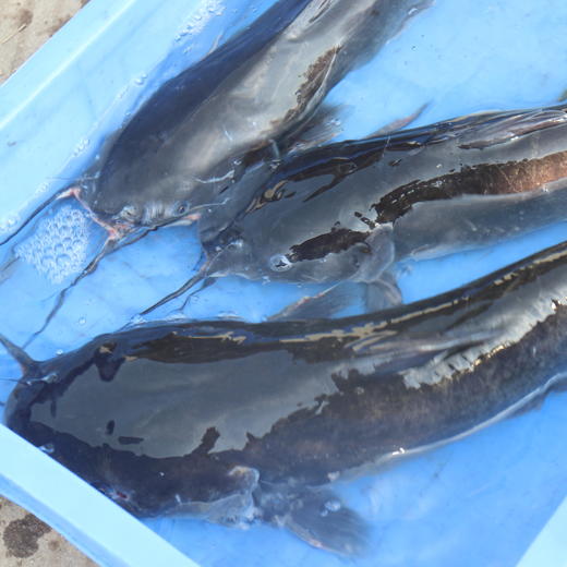 生态鮰鱼 | 绿家自产*Eco- longsnout catfish | Self-production 商品图3