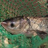 生态大头鱼（冷鲜，广东省内下单） | 绿家自产 * Eco-bighead Carp | Self-production 商品缩略图0