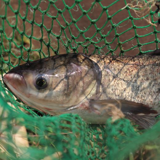 生态大头鱼（冷鲜，广东省内下单） | 绿家自产 * Eco-bighead Carp | Self-production 商品图0