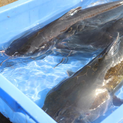 生态鮰鱼 | 绿家自产*Eco- longsnout catfish | Self-production 商品图2