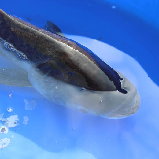 生态大头鱼（冷鲜，广东省内下单） | 绿家自产 * Eco-bighead Carp | Self-production 商品图2