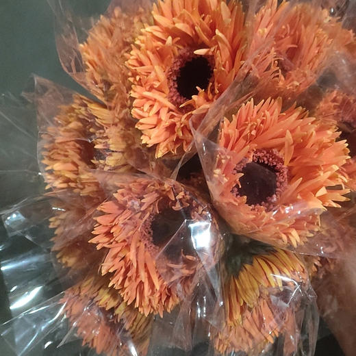 非洲菊·拉丝（橙色） 商品图0