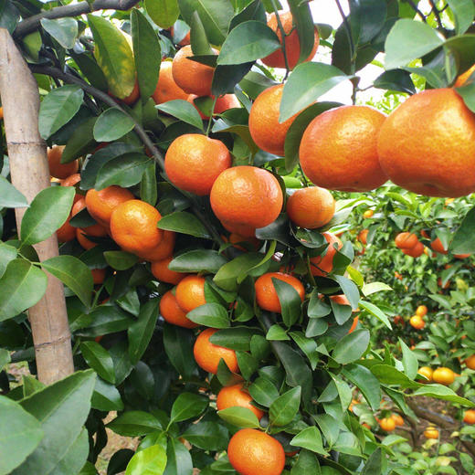 沙糖桔当季新鲜水果小砂糖 商品图4