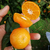 沙糖桔当季新鲜水果小砂糖 商品缩略图3