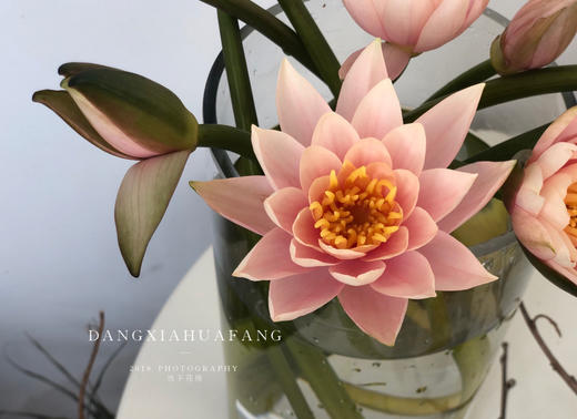 稀有香槟色睡莲5支份第二份2元开放的瞬间美炸了